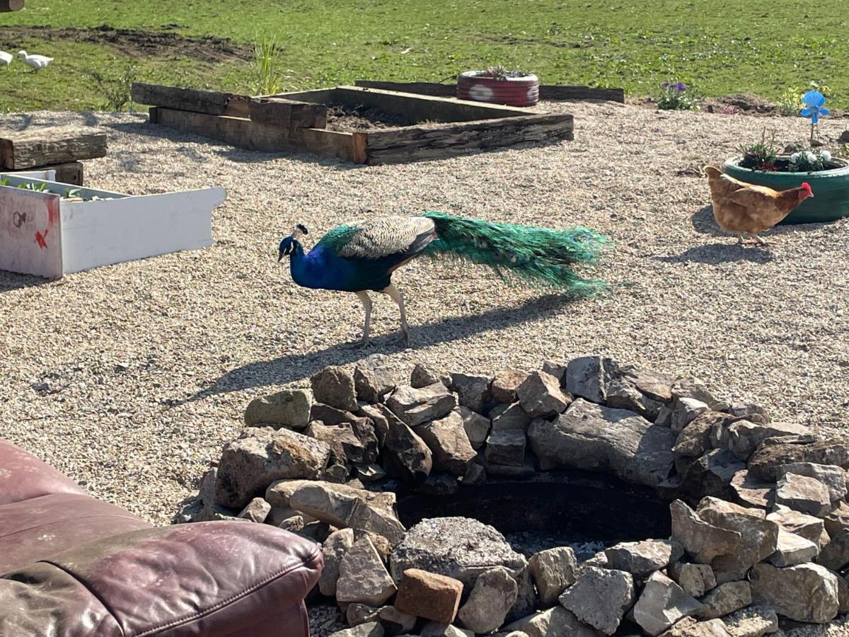 Farm Stay Property Pets And Families Welcome Rossnowlagh Dış mekan fotoğraf